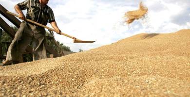 التجارة: العراق يشهد لأول مرة زراعة أفضل أنواع الحنطة