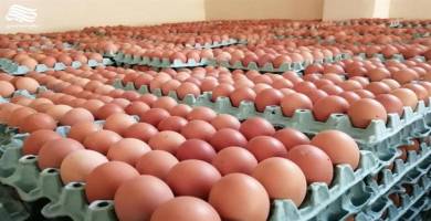 الزراعة تعلن عودة استقرار أسعار بيض المائدة