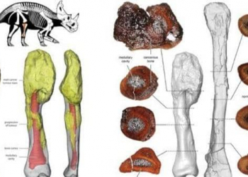 عظام الديناصور (من الارشيف).